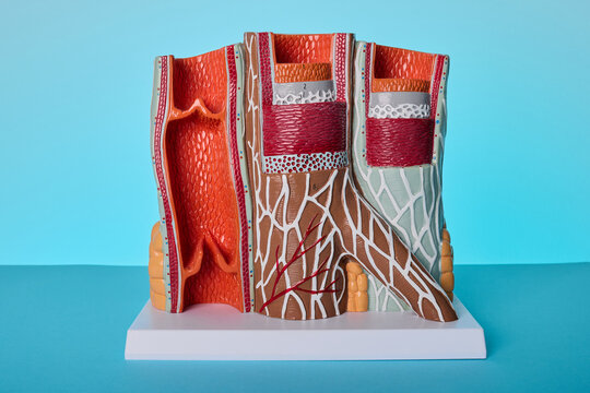 Detailed artery and vein cross section model used for cardiovascular disease education