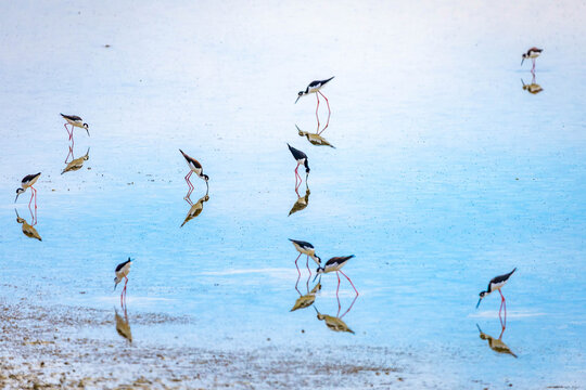 Black-necked stilts forage in Great Salt Lake shallows Utah