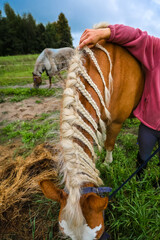 Braiding the light-colored mane of a chestnut horse: animal care and preparation for an outdoor competition.   © fototema