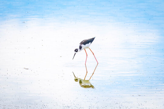 Black-necked stilts forage in shallow Great Salt Lake waters