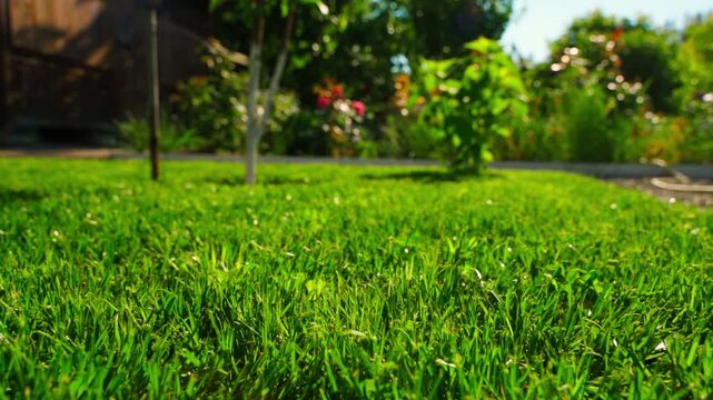 Green lawn grass at ground level with blurred garden and flowers in background