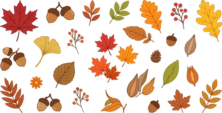 maple leaves acorns branches berries oak leaves ginkgo leaf pine cone flower and autumn leaves
