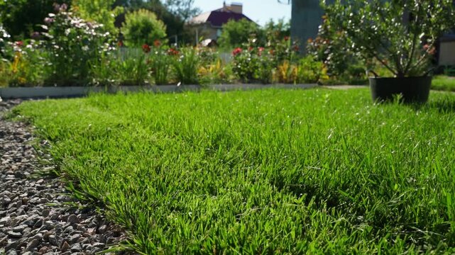 Green lawn with flower bed and gravel path in backyard garden. Low angle view of lush grass in summer