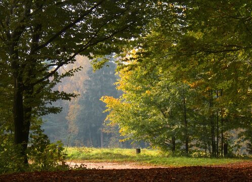 Majestic autumn trees with vibrant orange and yellow leaves. Close-up of colorful deciduous trees during the peak of the fall season. T