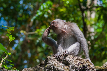 Wild macaque grooming in lush tropical rainforest habitat in Bali, Indonesia. © Andrei Tomas