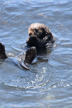 Precious Baby Sea Otter Frolicking in the Ocean