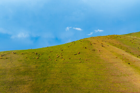 large herd of free-range grass-fed sheep grazing on a lush green hillside. Bright blue sky with fluffy clouds enhances the serene rural landscape.