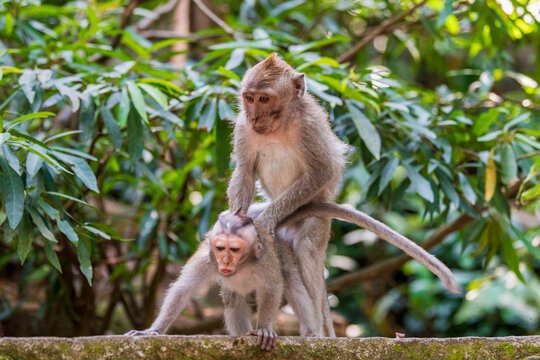 Two long-tailed macaques interacting on a mossy stone wall surrounded by lush tropical foliage in Bali, Indonesia.