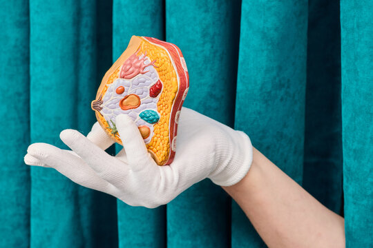 Gloved hand holding anatomical cross section model of female breast. Mammology diagnostic consultation and breast cancer prevention.