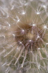 Fototapeta premium Fluffy Dandelion Seed Macro .Close-up