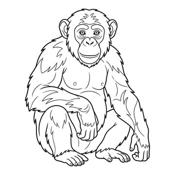 Sitting chimpanzee primate in front view with shaggy coat and intelligent facial expression line art vector illustration isolated on white background.