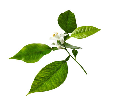 Fresh blooming lemon or orange branch with white flower isolated on transparent background. Organic citrus botanical element for skin care packaging, spa, and beauty design.