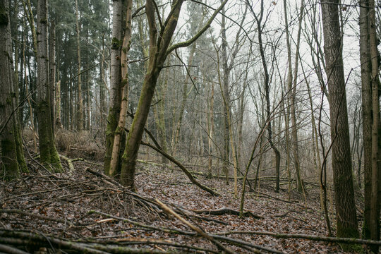 Dark atmospheric forest landscape on a cold foggy winter day without snow. Bare deciduous trees and evergreen conifers create a moody natural woodland scene.