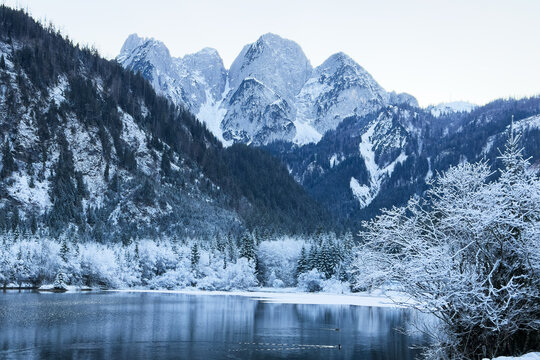 Scenic winter view of Gosau lake and Gosaukamm mountain range in Austria with snow covered trees and cold lake. Alpine mountain snow covered and calm winter lake surrounded by frosted pine forest.
