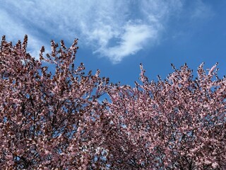 Blossoming sakura trees in full spring bloom © OLENA LIALINA