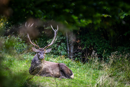 Red deer, Cervus elaphus, Bieszczady Mountains, Poland