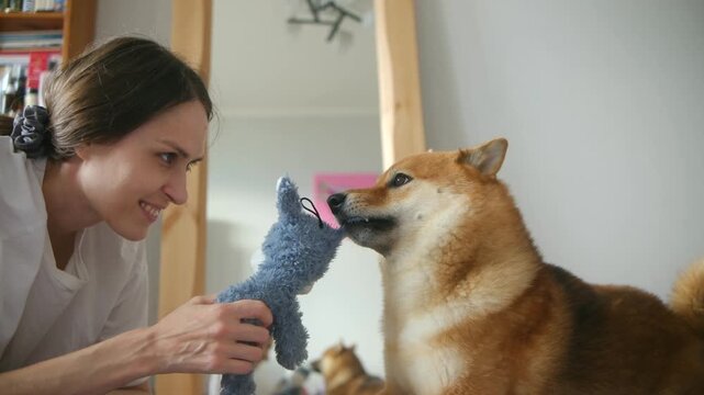 Happy woman playing tug of war with shiba inu, dog pulling blue plush toy from her hands with teeth, jerking and standing up to pull harder. Shiba inu pulling plush toy from woman hands with teeth
