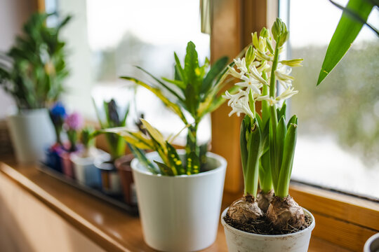 Colorful hyacinths and spring bulbs growing on a sunny windowsill while snow remains outside. Indoor gardening brings an early sign of spring into the home.