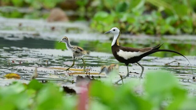 pheasant tailed jacana bird habitat with chicks