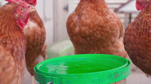 Brown hens drinking water from green bowl in chicken coop close-up