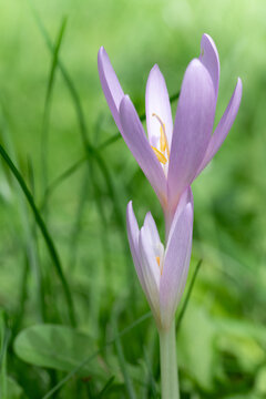 A close-up of two blooming autumn crocuses (Colchicum autumnale) in a meadow.