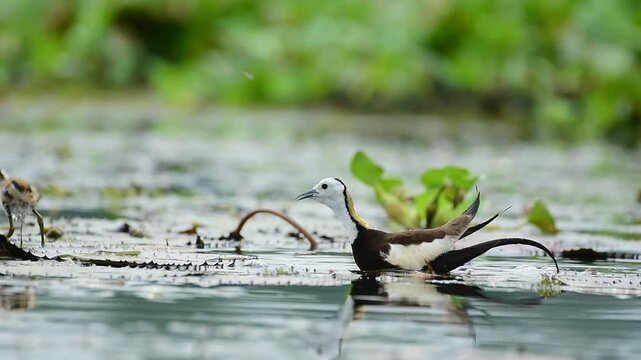 pheasant tailed jacana bird habitat with chicks