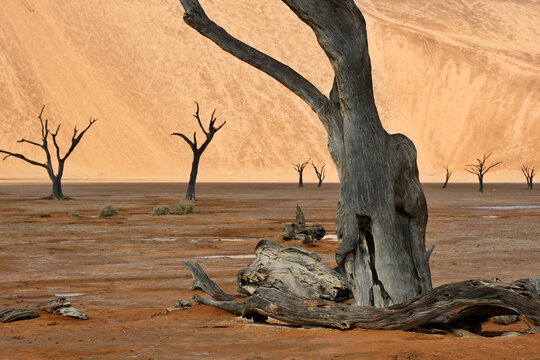 Dry trees in desert crater area at Deadvlei in Sossusvlei