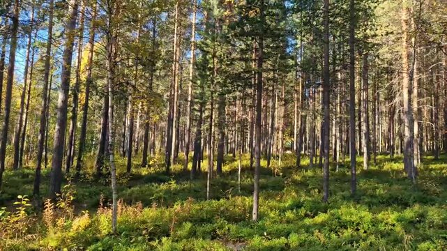 dense pine forest with tall trees and green undergrowth in sunlight