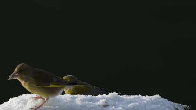 Serveral greenfinches and great tits with blue tits searches for food in the snow, garden, winter, lower saxony, (carduelis chloris, parus major, parus caeruleus), germany