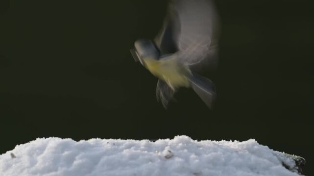 Serveral blue tits and great tits searches for food in the snow, garden, winter, lower saxony, (parus major, parus palustris, parus caeruleus), germany