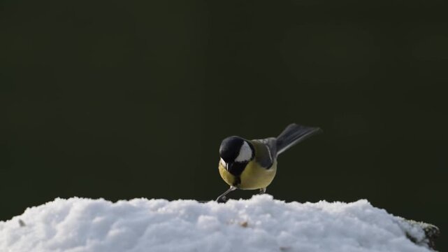 Serveral blue tits and great tits searches for food in the snow, garden, winter, lower saxony, (parus major, parus palustris, parus caeruleus), germany