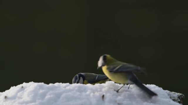 Serveral blue tits and great tits searches for food in the snow, garden, winter, lower saxony, (parus major, parus palustris, parus caeruleus), germany