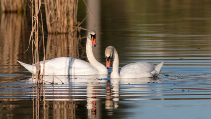 swan on the lake © lazalnik