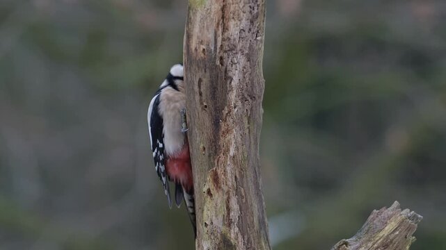 Great spotted woodpecker female sitting on a dead branch and pecking on a hazelnut, winter, north rhine westphalia, (dendrocopos major), germany
