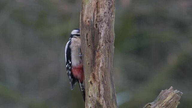 Great spotted woodpecker female sitting on a dead branch and pecking on a hazelnut, winter, north rhine westphalia, (dendrocopos major), germany