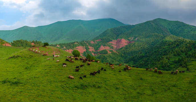 Large herd of goat and sheep grazes on vibrant green hillside. Layered mountains with red rock formations create a stunning backdrop under a cloudy sky.