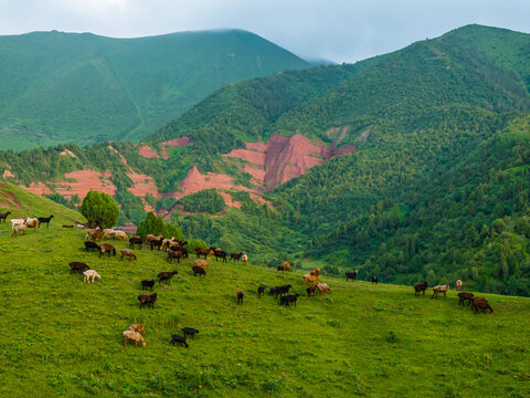A large flock of sheep and goats grazes on a lush green hillside. Majestic mountains and distinctive red rock formations create a serene pastoral scene under an overcast sky.