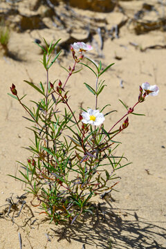Iberische Zistrose // Iberian ock-rose // Jaguarzo blanco (Cistus libanotis) - D&uuml;nen im Do&ntilde;ana Nationalpark, Spanien 