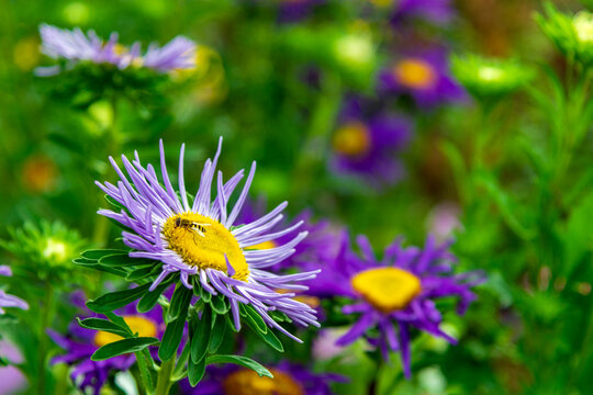 Close-up macro photograph of a honeybee collecting pollen on the vibrant yellow center of a blooming purple aster flower in a summer garden setting with soft bokeh background.