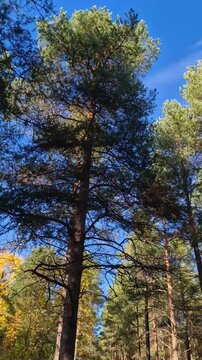 dense pine forest with tall trees and green undergrowth in sunlight