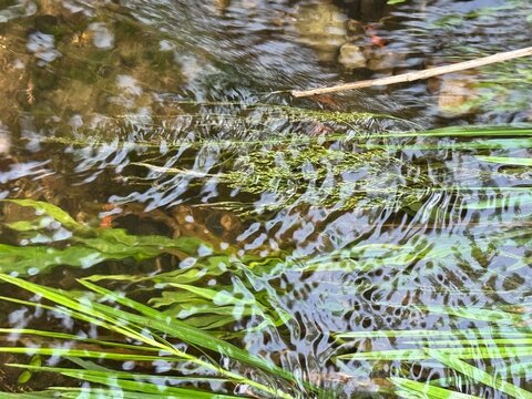 river stream running over branches 