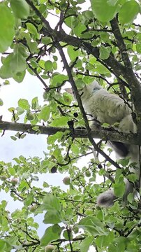 Cat climbs a tree and explores branches in a garden during a sunny day