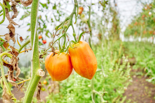 Organically grown tomatoes in a greenhouse, selective focus.