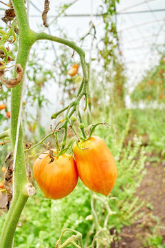 Organically grown tomatoes in a greenhouse, selective focus.