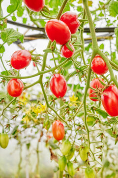 Organically grown tomatoes in a greenhouse, selective focus.