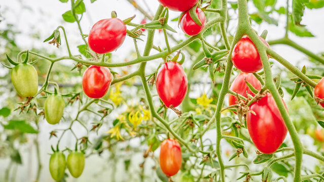 Organically grown tomatoes in a greenhouse, selective focus.