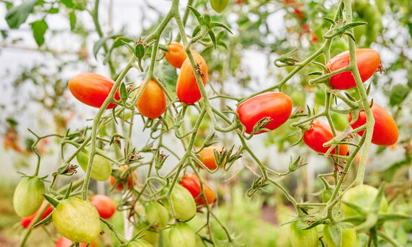 Organically grown tomatoes in a greenhouse, selective focus.
