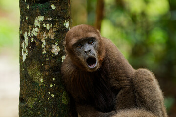 Close-up of a wild brown woolly monkey leaning on a tree in the Amazon rainforest. The primate has a funny, surprised expression with its mouth wide open, looking directly at the camera. © nic