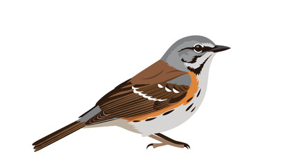Fototapeta premium Detailed side view illustration of a small brown and grey sparrow bird isolated on a professional white background.