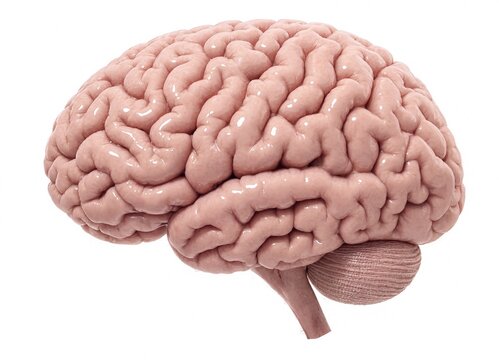 Detailed closeup view of a human brain showing surface folds and textures